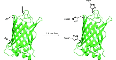 synthesis-of-threefold-proteins.jpg