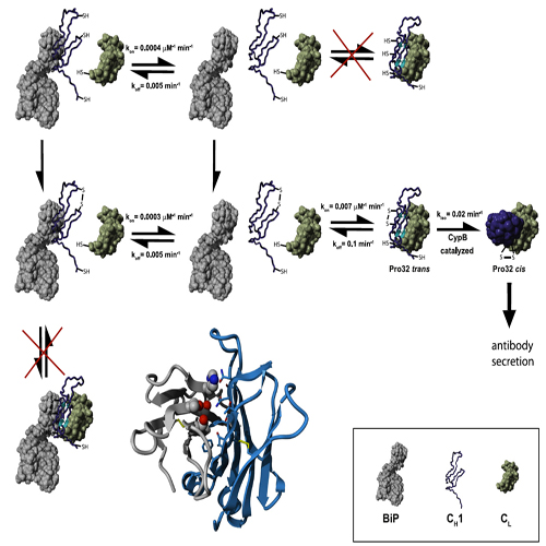buchner_kessler_cell_09_500.jpg