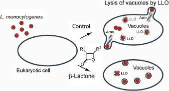 a3-chemmedchem-2009.gif
