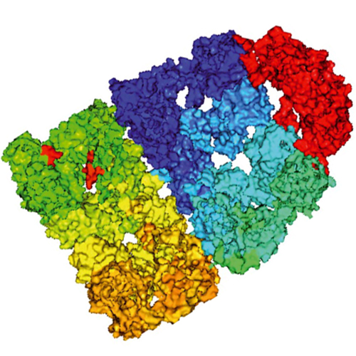 lamb_mu__ller_2008_bioforum_5_28-29_500.jpg