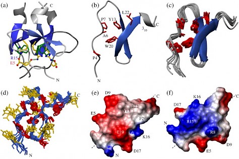 structural_comparison_of_the_monomeric_foldon_e5r_variant_with_the_wild-type_protein.jpg