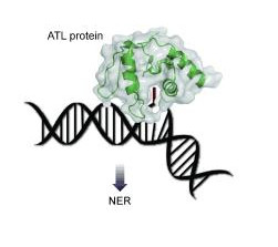 atl_proteins_and_dna_repair-2.jpg